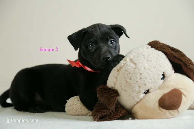 Formosan Mountain Dog female 2 – Golden Mountain Doodle puppy for sale in Newburgh, NY