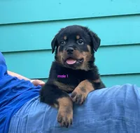 Purebred Rottweiler male 1, a male Rottweiler for sale in Newburgh, NY – 6 of 8