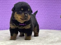 Purebred Rottweiler pup 1, a female Rottweiler for sale in Rock Tavern, NY – 4 of 10