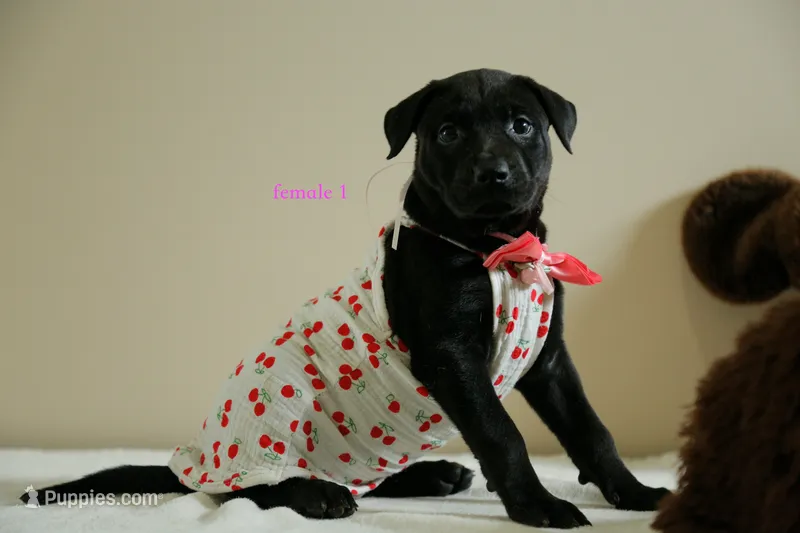 Formosan Mountain Dog female 1 – Golden Mountain Doodle puppy for sale in Newburgh, NY