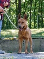 Taiwan dog male, a male Aidi (Atlas Mountain Dog) for sale in Newburgh, NY – 3 of 7