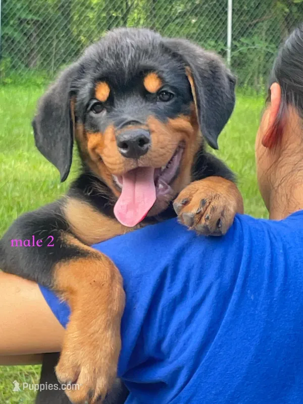 Purebred Rottweiler male 2 – Rottweiler puppy for sale in Newburgh, NY