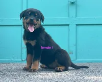 Purebred Rottweiler female 1, a female Rottweiler for sale in Newburgh, NY – 4 of 7