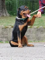 Rottweiler female, a female Rottweiler for sale in Newburgh, NY – 3 of 6