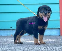 Purebred Rottweiler male 1, a male Rottweiler for sale in Newburgh, NY – 7 of 8