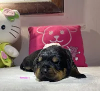 AKC Rottweiler female , a female Rottweiler for sale in Newburgh, NY – 2 of 4