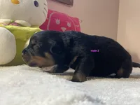 AKC Rottweiler male 2, a male Rottweiler for sale in Newburgh, NY – 3 of 3