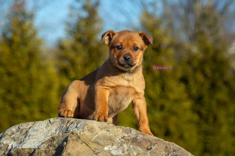 Rottweiler cross Taiwan 4