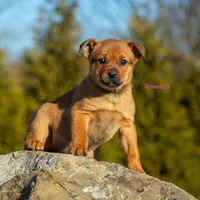 Rottweiler cross Taiwan 4, a female Rottweiler for sale in Rock Tavern, NY – Photo 1 of 3