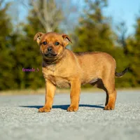 Rottweiler cross Taiwan 4, a female Rottweiler for sale in Rock Tavern, NY – Photo 2 of 3