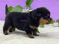 Purebred Rottweiler pup 1, a female Rottweiler for sale in Rock Tavern, NY – 2 of 10