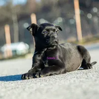 Rottweiler cross Taiwan 3, a female Rottweiler for sale in Rock Tavern, NY – Photo 3 of 4