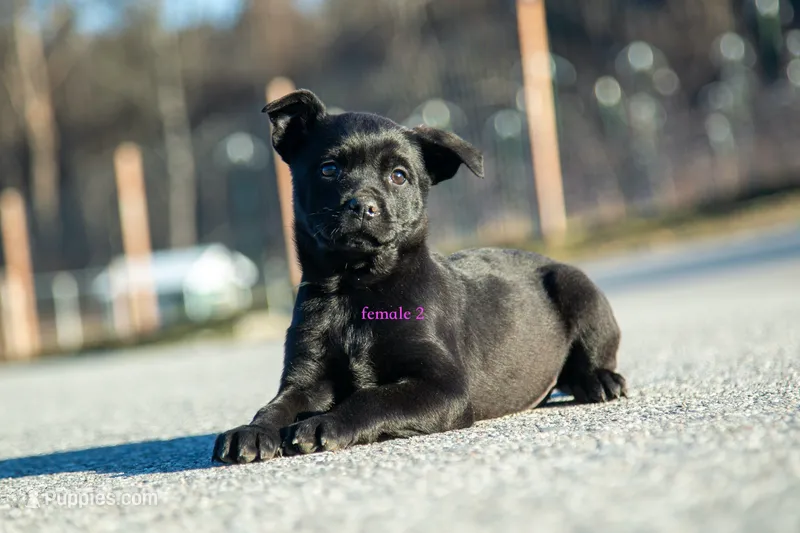 Rottweiler cross Taiwan 3