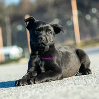 Rottweiler cross Taiwan 3, a female Rottweiler for sale in Rock Tavern, NY – Photo 1 of 4