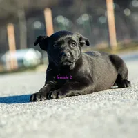 Rottweiler cross Taiwan 3, a female Rottweiler for sale in Rock Tavern, NY – Photo 4 of 4