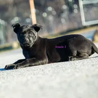 Rottweiler cross Taiwan 3, a female Rottweiler for sale in Rock Tavern, NY – Photo 2 of 4