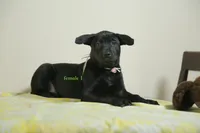Purebred Formosan Mountain Taiwai Dog 2, a female Taiwan for sale in Newburgh, NY – 1 of 4