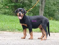 Purebred Rottweiler female 1, a female Rottweiler for sale in Newburgh, NY – 3 of 5