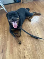 Rottweiler female 2, a female Rottweiler for sale in Newburgh, NY – 2 of 8
