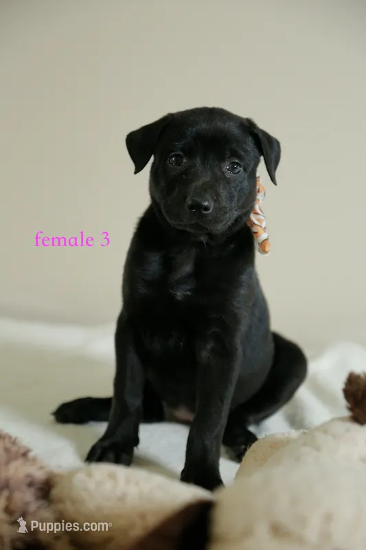Formosan Mountain Dog female 3 – Golden Mountain Doodle puppy for sale in Newburgh, NY