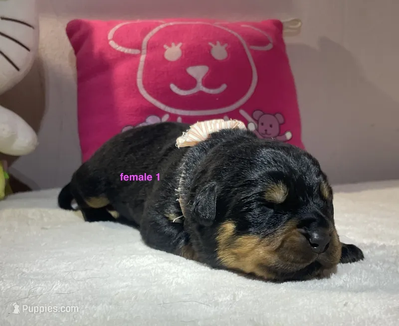 AKC Rottweiler female  – Rottweiler puppy for sale in Newburgh, NY