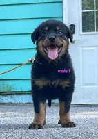 Purebred Rottweiler male 1, a male Rottweiler for sale in Newburgh, NY – 3 of 8