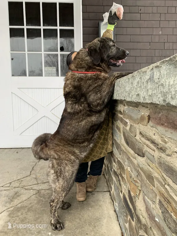 Spanish Mastiff/Caucaisan Ovcharka  – Spanish Mastiff puppy for sale in Newburgh, NY