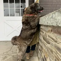 Spanish Mastiff/Caucaisan Ovcharka , a female Spanish Mastiff for sale in Rock Tavern, NY – Photo 2 of 6