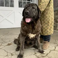 Spanish Mastiff/Caucaisan Ovcharka , a female Spanish Mastiff for sale in Rock Tavern, NY – Photo 1 of 6
