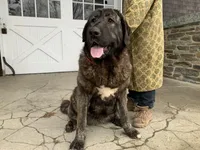Spanish Mastiff/Caucaisan Ovcharka , a female Spanish Mastiff for sale in Rock Tavern, NY – Photo 1 of 6