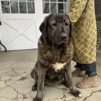 Spanish Mastiff/Caucaisan Ovcharka , a female Spanish Mastiff for sale in Rock Tavern, NY – Photo 4 of 6