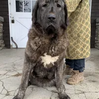 Spanish Mastiff/Caucaisan Ovcharka , a female Spanish Mastiff for sale in Rock Tavern, NY – Photo 6 of 6