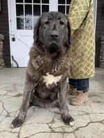 Spanish Mastiff/Caucaisan Ovcharka , a female Spanish Mastiff for sale in Rock Tavern, NY – Photo 6 of 6