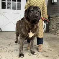 Spanish Mastiff/Caucaisan Ovcharka , a female Spanish Mastiff for sale in Rock Tavern, NY – Photo 3 of 6