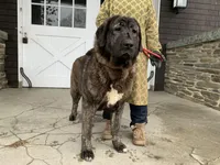 Spanish Mastiff/Caucaisan Ovcharka , a female Spanish Mastiff for sale in Rock Tavern, NY – Photo 3 of 6