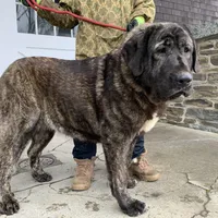 Spanish Mastiff/Caucaisan Ovcharka , a female Spanish Mastiff for sale in Rock Tavern, NY – Photo 5 of 6