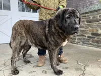 Spanish Mastiff/Caucaisan Ovcharka , a female Spanish Mastiff for sale in Rock Tavern, NY – Photo 5 of 6