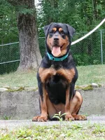 Rottweiler female, a female Rottweiler for sale in Newburgh, NY – 4 of 6