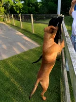 Taiwai dog, a male Rottweiler for sale in Newburgh, NY – 5 of 6