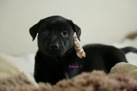 Formosan Mountain Dog female 3, a female Golden Mountain Doodle for sale in Newburgh, NY – 3 of 5