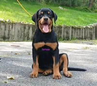Purebred Rottweiler female 1, a female Rottweiler for sale in Newburgh, NY – 2 of 5