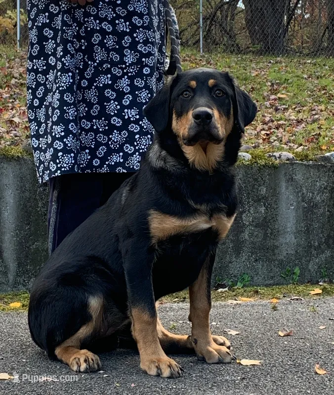 Rottweiler cross male – Rottweiler puppy for sale in Rock Tavern, NY