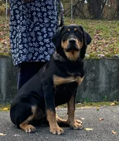 Rottweiler cross male, a male Rottweiler for sale in Rock Tavern, NY – 1 of 3