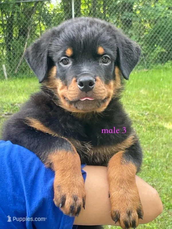 Purebred Rottweiler male 3 – Rottweiler puppy for sale in Newburgh, NY