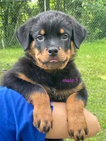 Purebred Rottweiler male 3, a male Rottweiler for sale in Newburgh, NY – 1 of 4