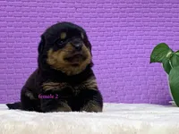 Purebred Rottweiler pup 1, a female Rottweiler for sale in Rock Tavern, NY – 10 of 10