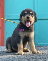 Purebred Rottweiler male 2, a male Rottweiler for sale in Newburgh, NY – 2 of 6