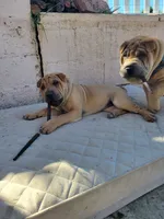 processed/37b89828-7031-43c5-ac3e-79f7b4b52de7/listing/5dee1509-9ec4-4a96-bb61-1c2f7f3be54c/ab1e478c-f21f-45c9-ad60-b202b042b720