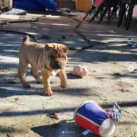 processed/37b89828-7031-43c5-ac3e-79f7b4b52de7/listing/5dee1509-9ec4-4a96-bb61-1c2f7f3be54c/ce0b4da1-dfc6-466d-9ace-3e8abec7d8e1