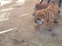 processed/37b89828-7031-43c5-ac3e-79f7b4b52de7/listing/6194581f-081e-479b-bf63-d1ba4f19d891/13338c4a-7b94-4b17-b12d-e6a4d32940ec